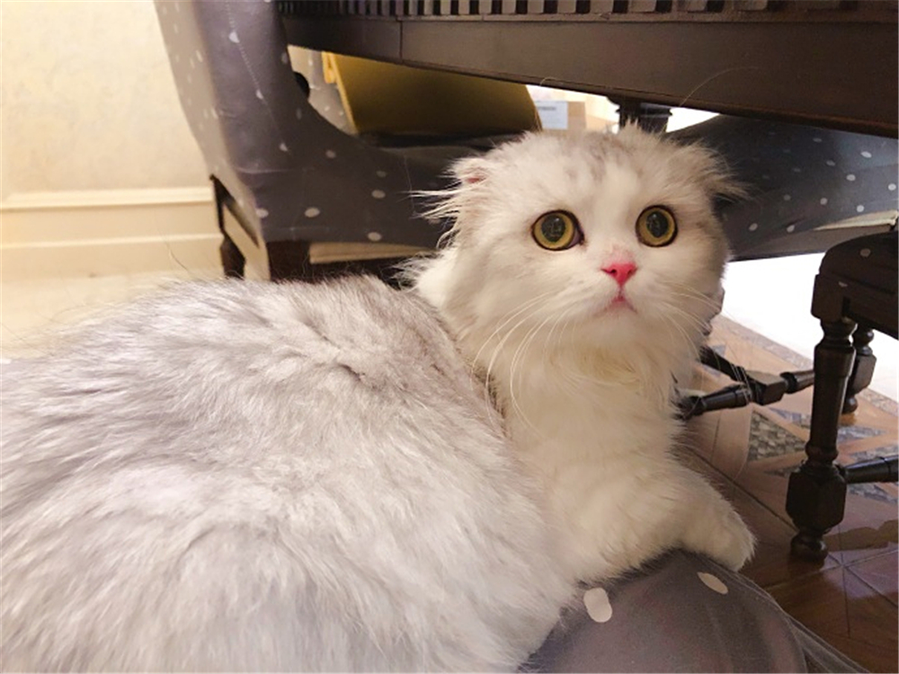 猫毛会引起过敏？唾液、皮屑才是根源，铲屎官需做好三点预防措施