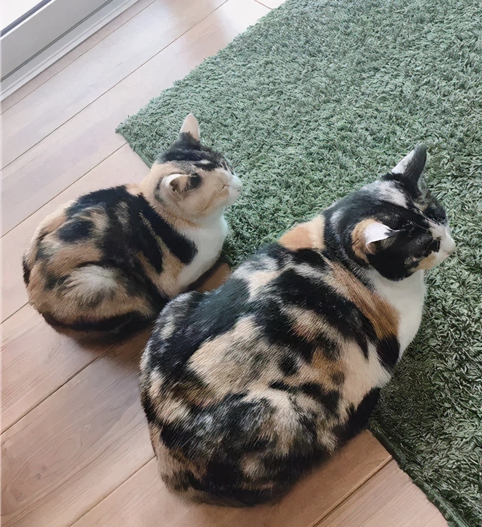 猫真的会把你当妈妈,猫把你当成妈妈是啥样子的