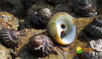 舟山海鲜攻略2天3晚吃什么,舟山海鲜代加工攻略