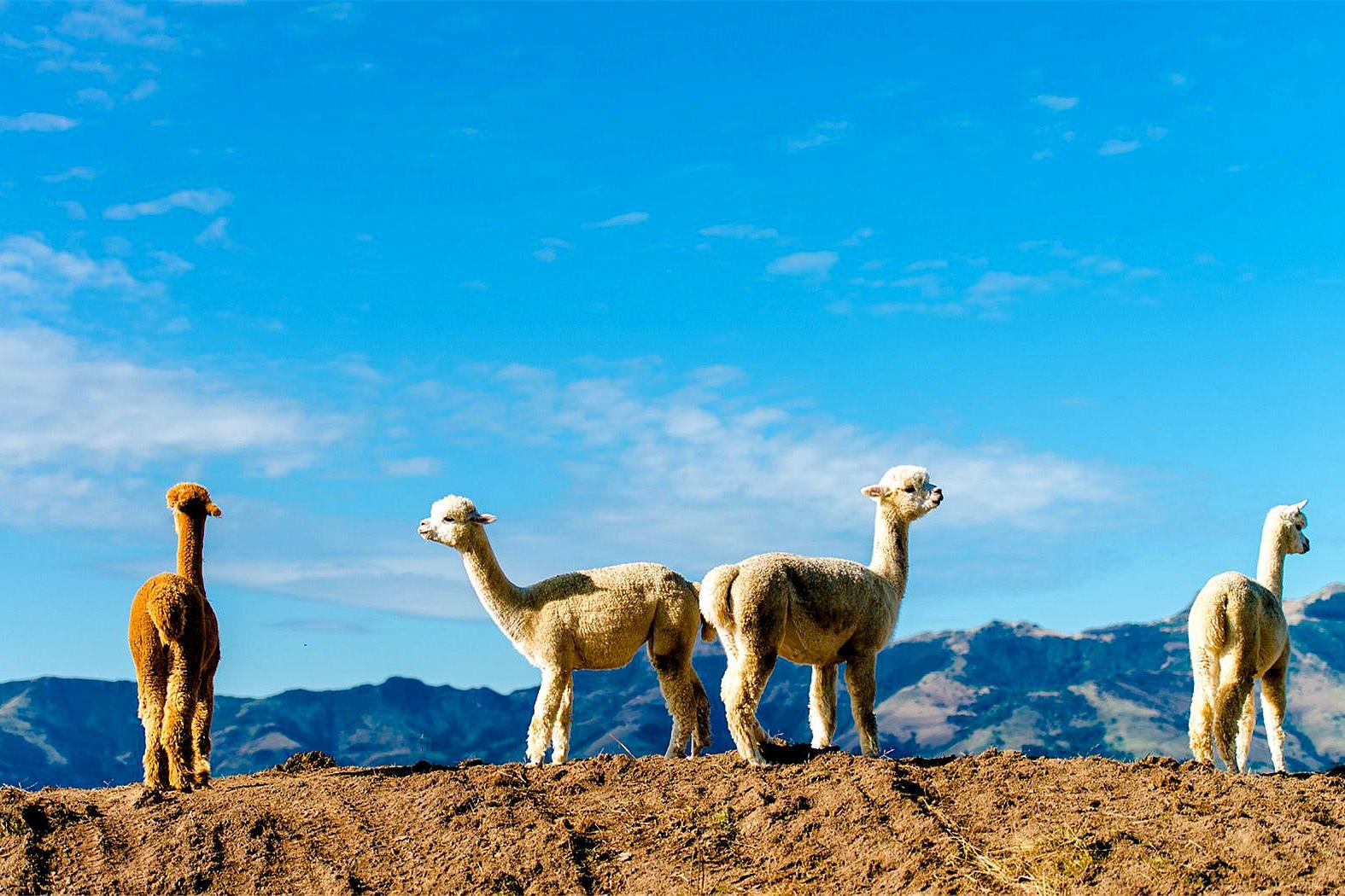 秘鲁女巫市场施法,女巫集市
