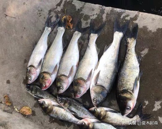 抛竿钓鲢鳙的正确方法,抛竿钓鲢鳙怎么操作