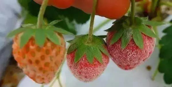 怎么判断小麦白粉病,白粉病防治妙招最佳方法