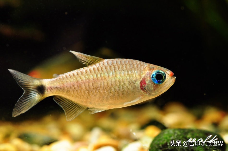 最好看的鱼灯,哪些灯鱼发色好看