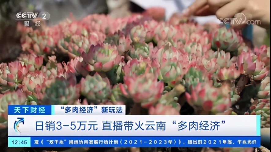 多肉的“情绪治愈”生意：网店老板月入5万，老师、医生争相购买