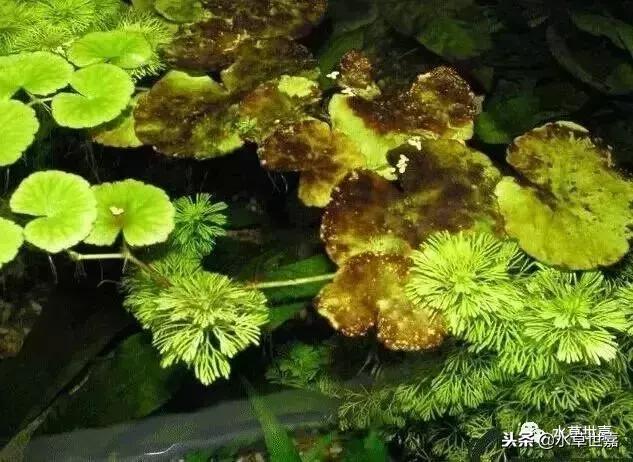 草缸常见10种藻类的解决方法,草缸藻类生物防治方法