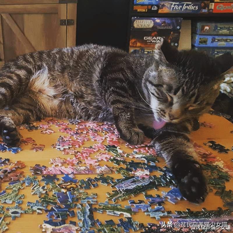 猫咪vs巨型蜘蛛,猫咪vs恶猫