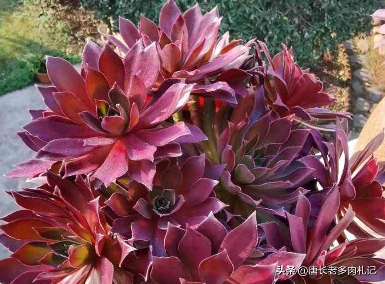 多肉法师颜色差没亮度怎么办,多肉法师怎么养容易出状态