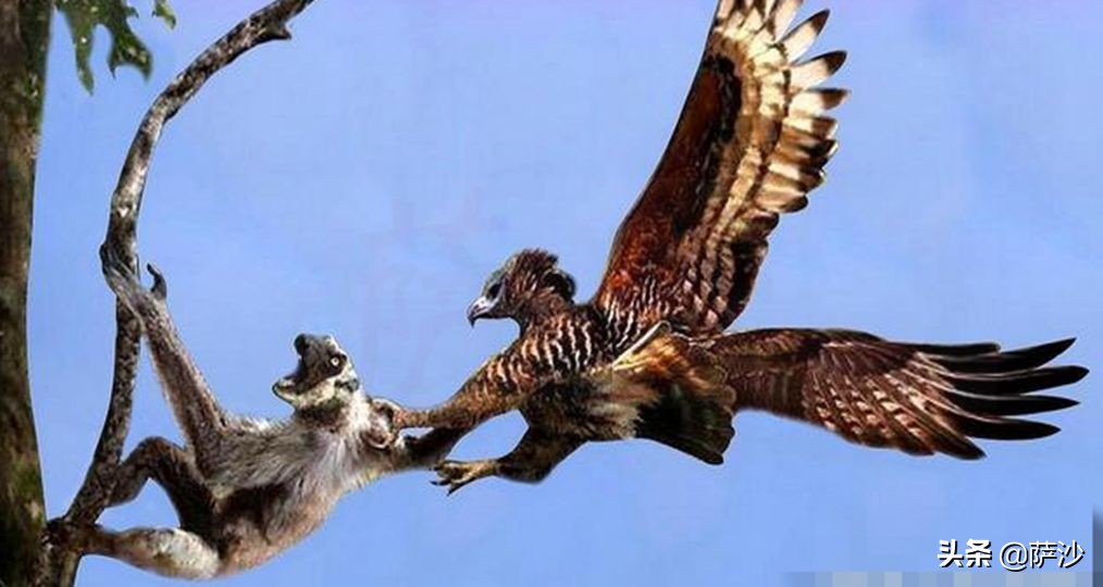 食猴鹰童年阴影解读,食猴鹰和猫鼠存在吗