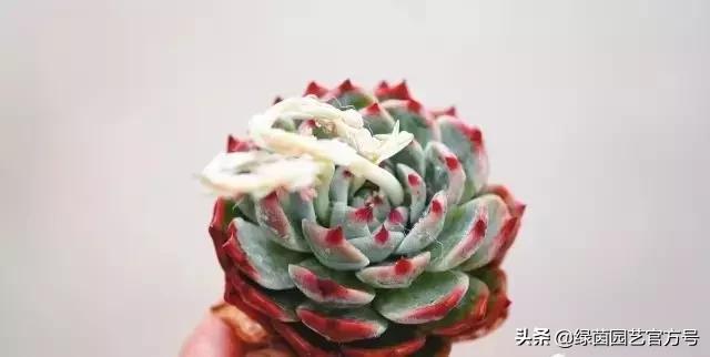 多肉开花怎么办呢,多肉开花的原因和解决方法