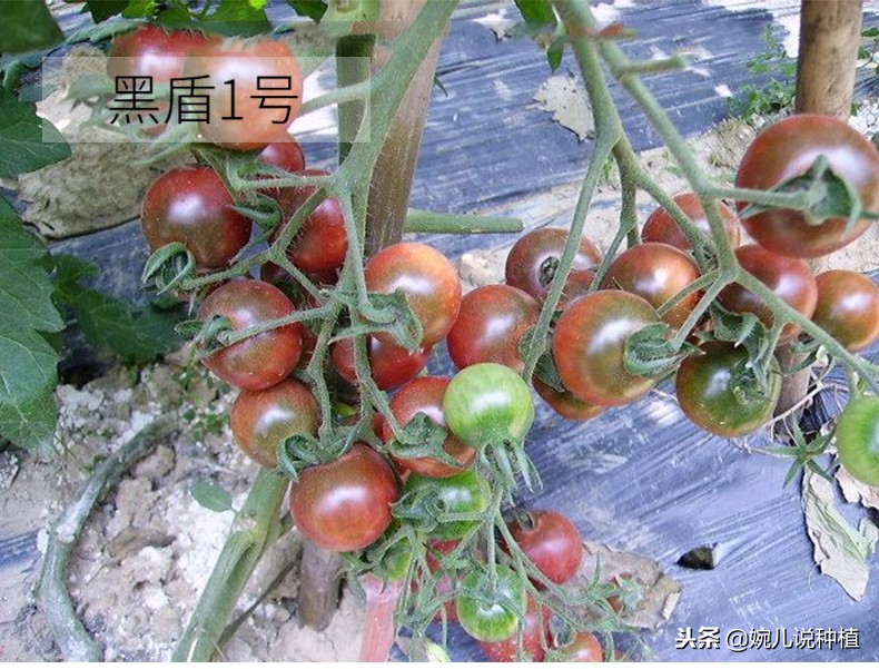 一斤番茄多少钱,批发市场番茄收购价多少钱一斤