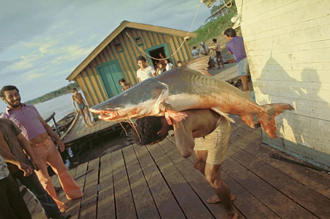 世界十大凶猛淡水鱼类,顶级淡水鱼类