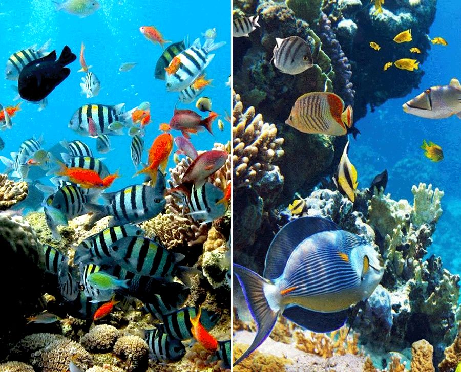 儿童画各种颜色的鱼,三角形鱼儿儿童画