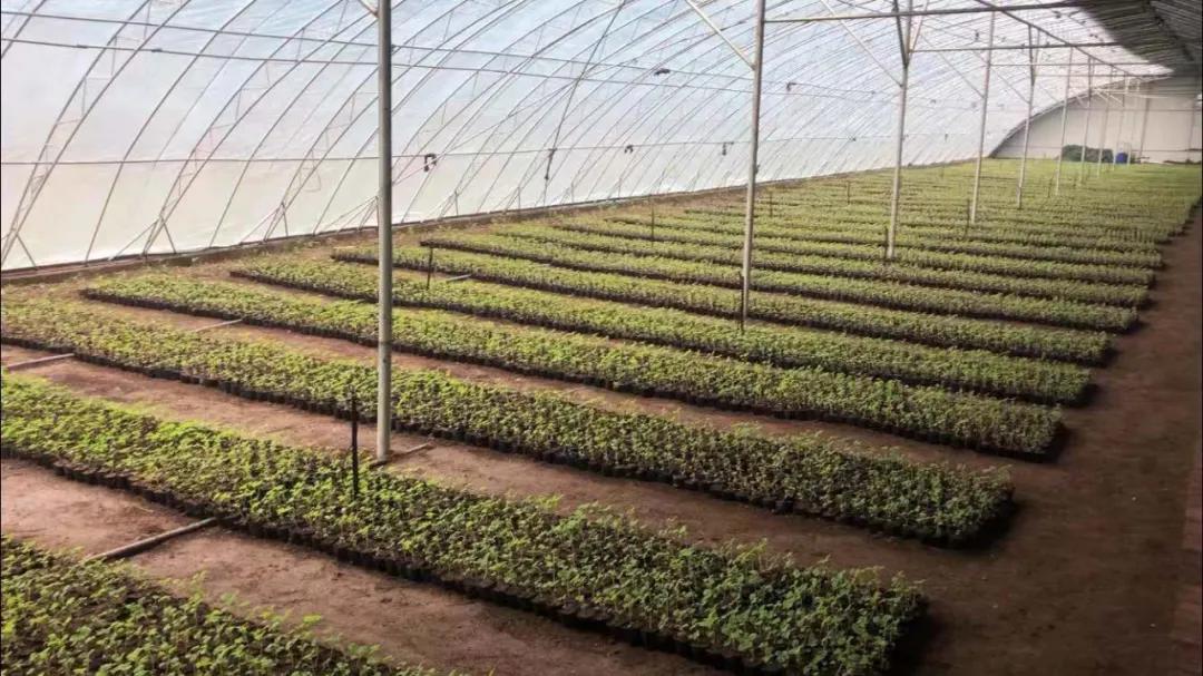 乡村振兴生态富民新画卷,乡村振兴绘就燕赵农村壮美画卷