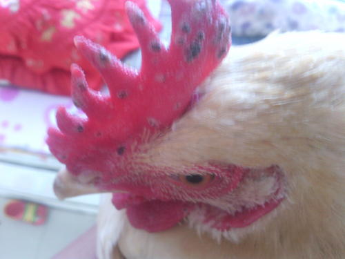 怎样预防鸡痘最有效,鸡痘的发病原因及防治措施