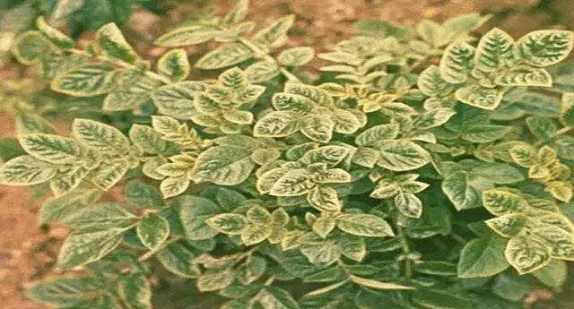 马铃薯这几种病害你都会认吗?认清了以后教你怎么治!(二)