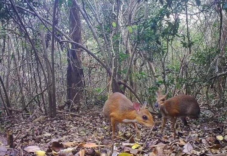 盘点那些很像蜗牛的物种,蜗牛有特别物种吗