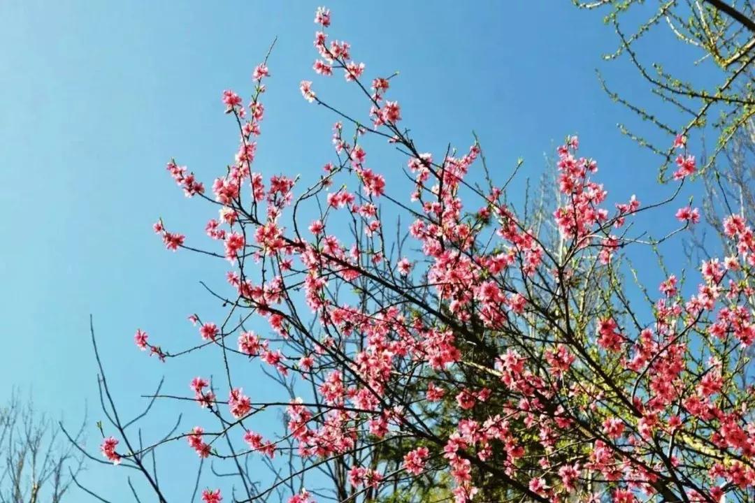 女神节相约美丽,女神节相约一起踏青赏花