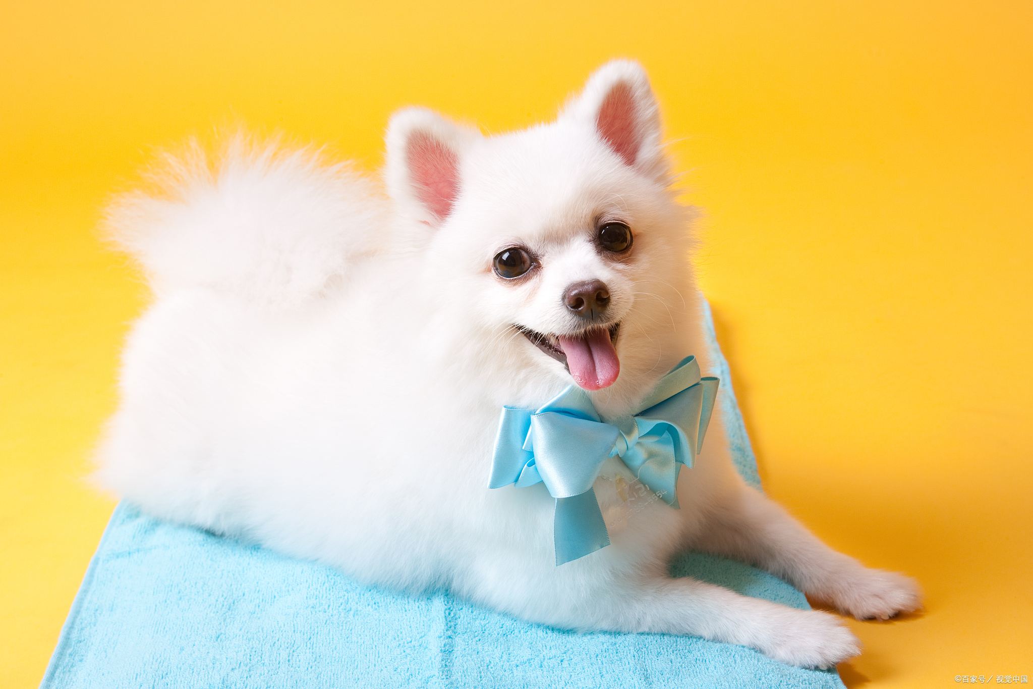 博美换狗粮要注意什么细节,博美吃哪种狗粮比较好一点