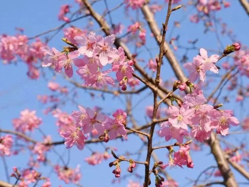 阳春3月桃花与油菜花交相辉映,三月的油菜花和樱花好看吗