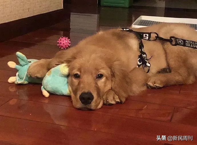 金毛被空运转为陆运,空运改陆运金毛事件