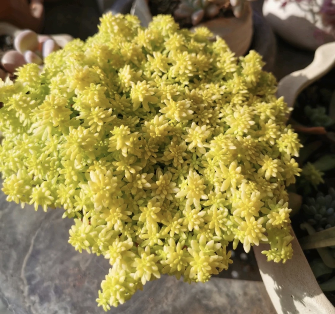 最美最好养的多肉法师,最美的多肉植物排名