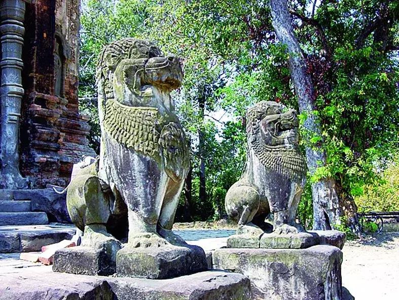 美洲狮在热带雨林,美洲狮在热带雨林会留下什么踪迹