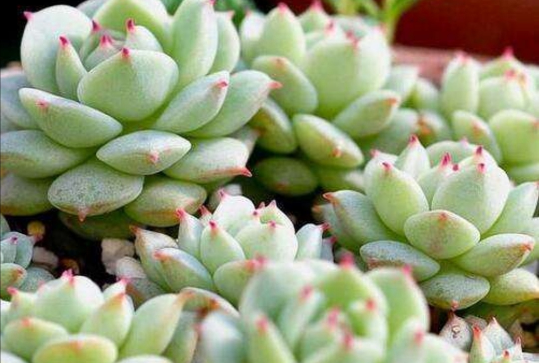 多肉枝干又长又细怎么办,老桩多肉枝条太长