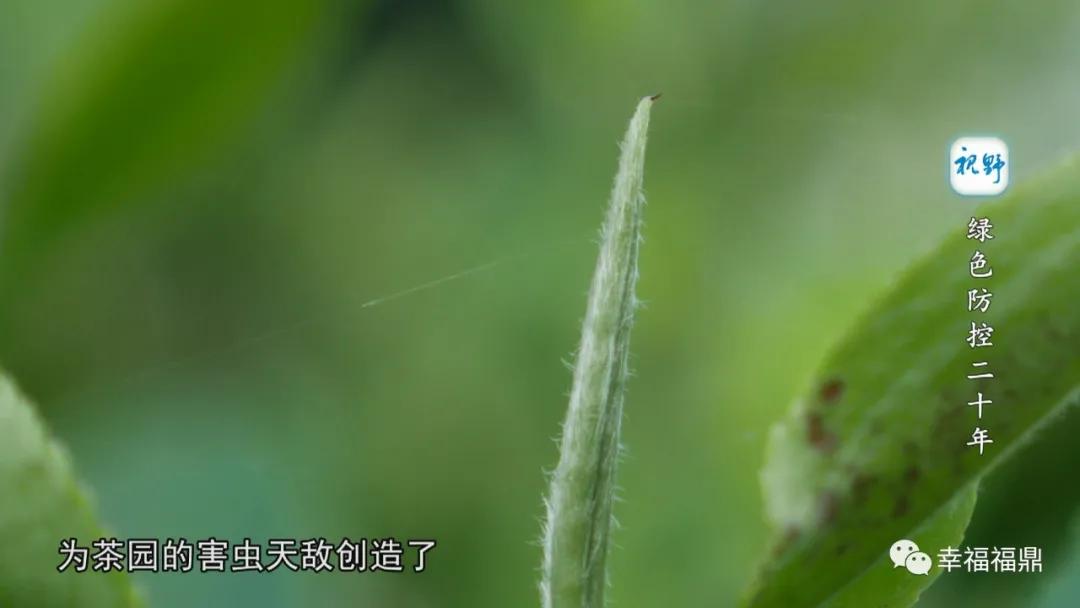 绿色茶园除草剂,无除草剂的茶园