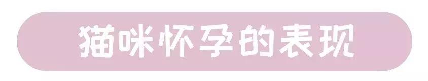 猫咪怀孕的营养品,猫咪怀孕要做哪些准备