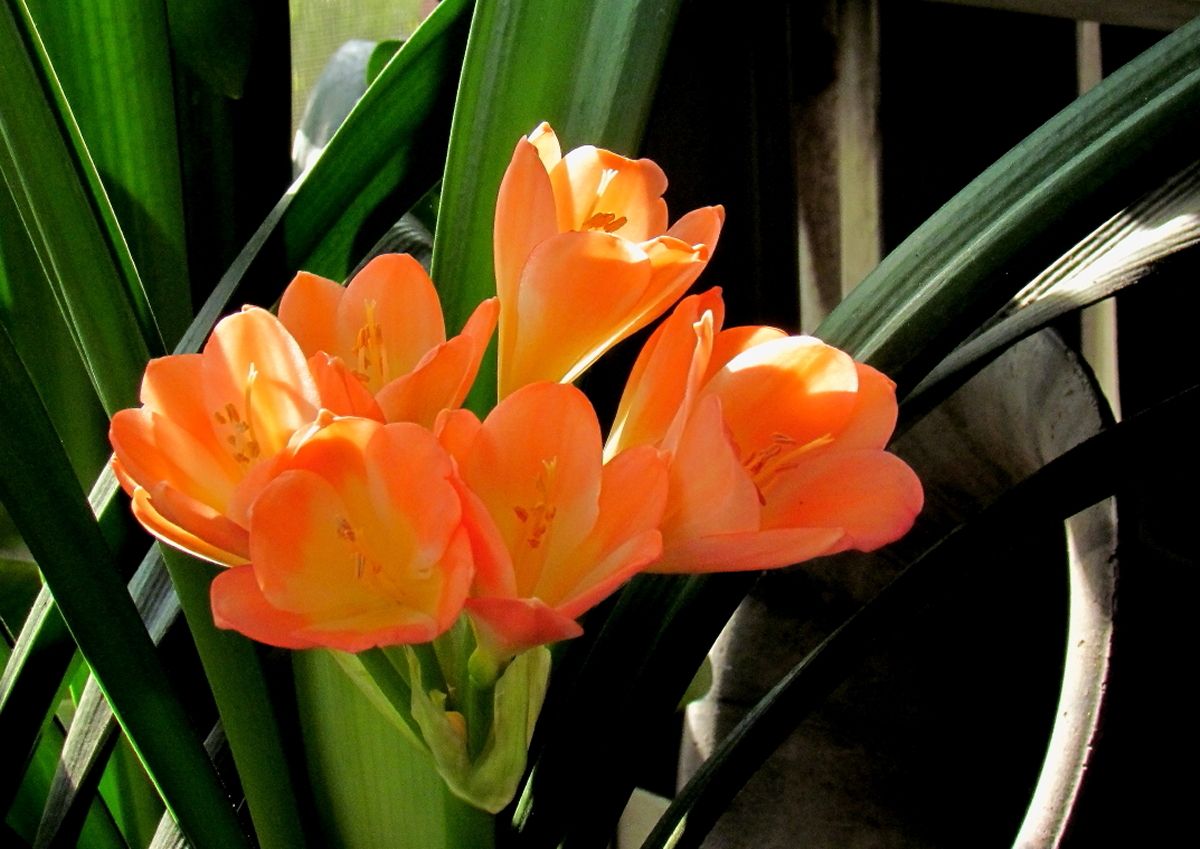 当年东北炒作君子兰,80年代炒作君子兰