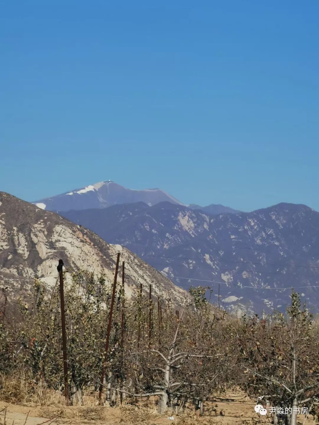 种苹果籽的人,种李子的人