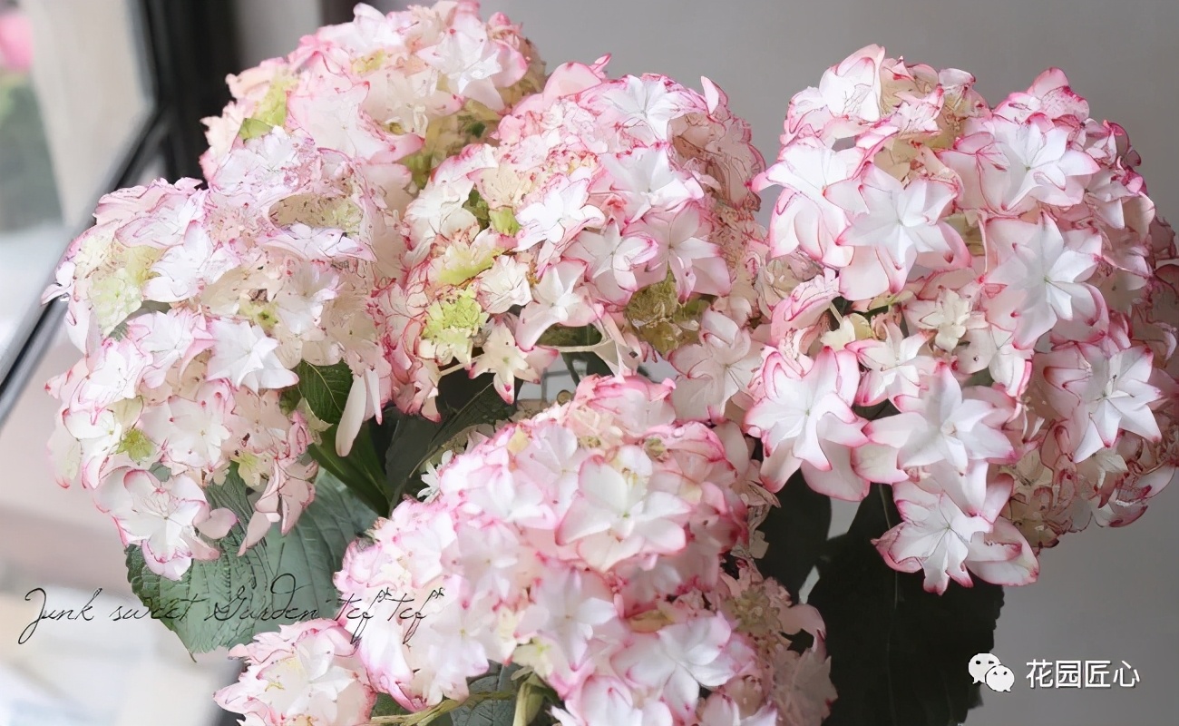 最漂亮的十种绣球,最省心的绣球