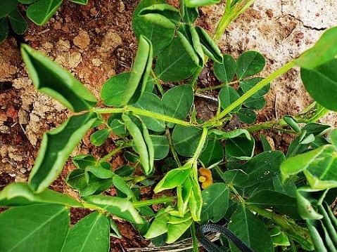 花生卷叶,花生卷叶是什么病