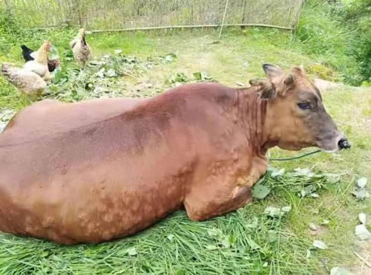 牛结节病好了如何快速育肥,牛得了牛结节病用什么药