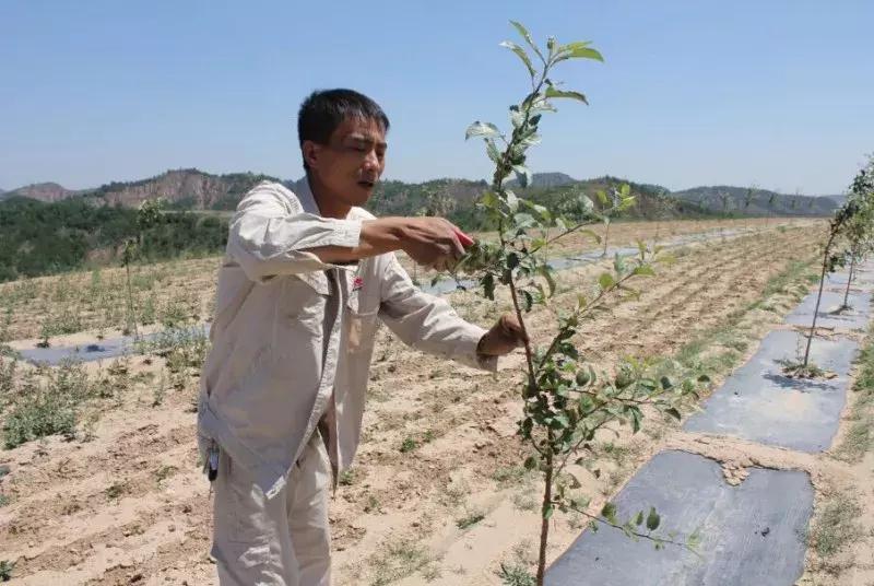 刘全保苹果主干形冬季修剪,枣树主干形幼树修剪