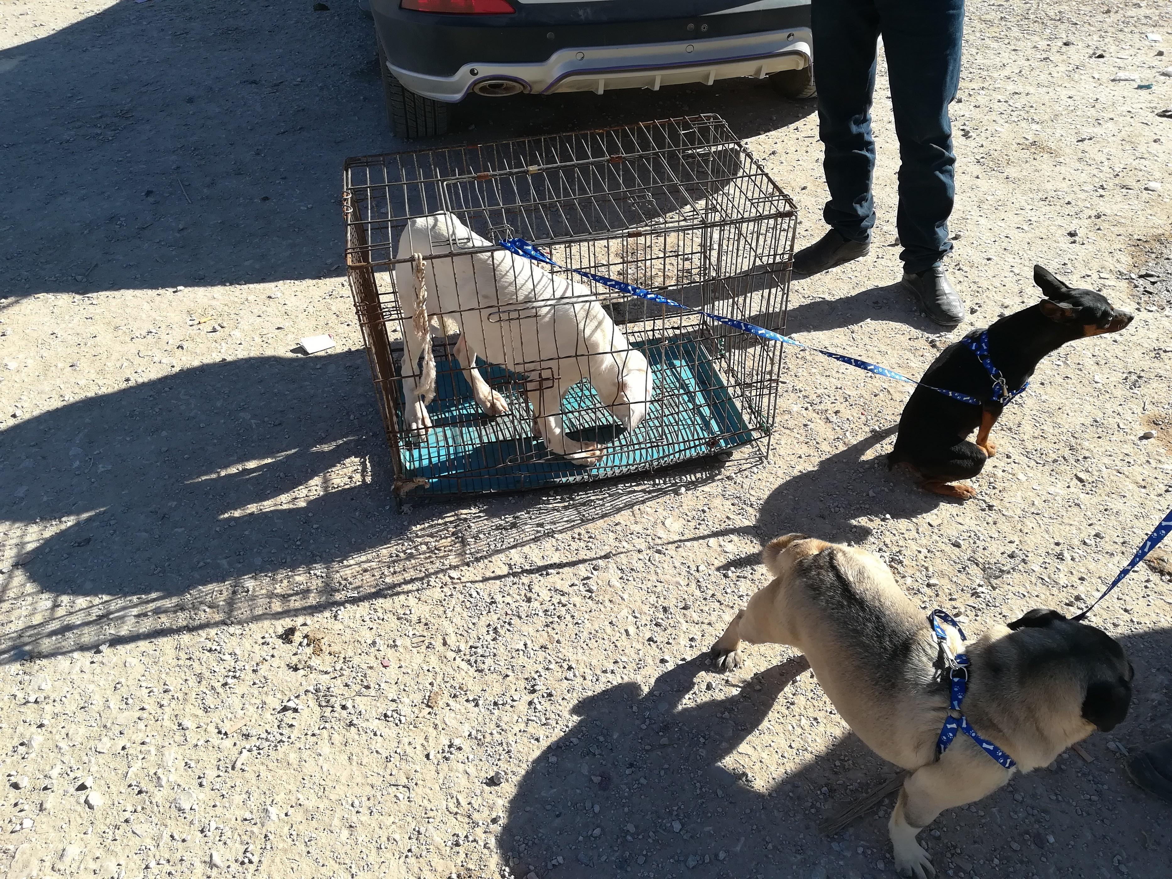 一岁巴哥狗多少钱,商贩出售巴哥犬