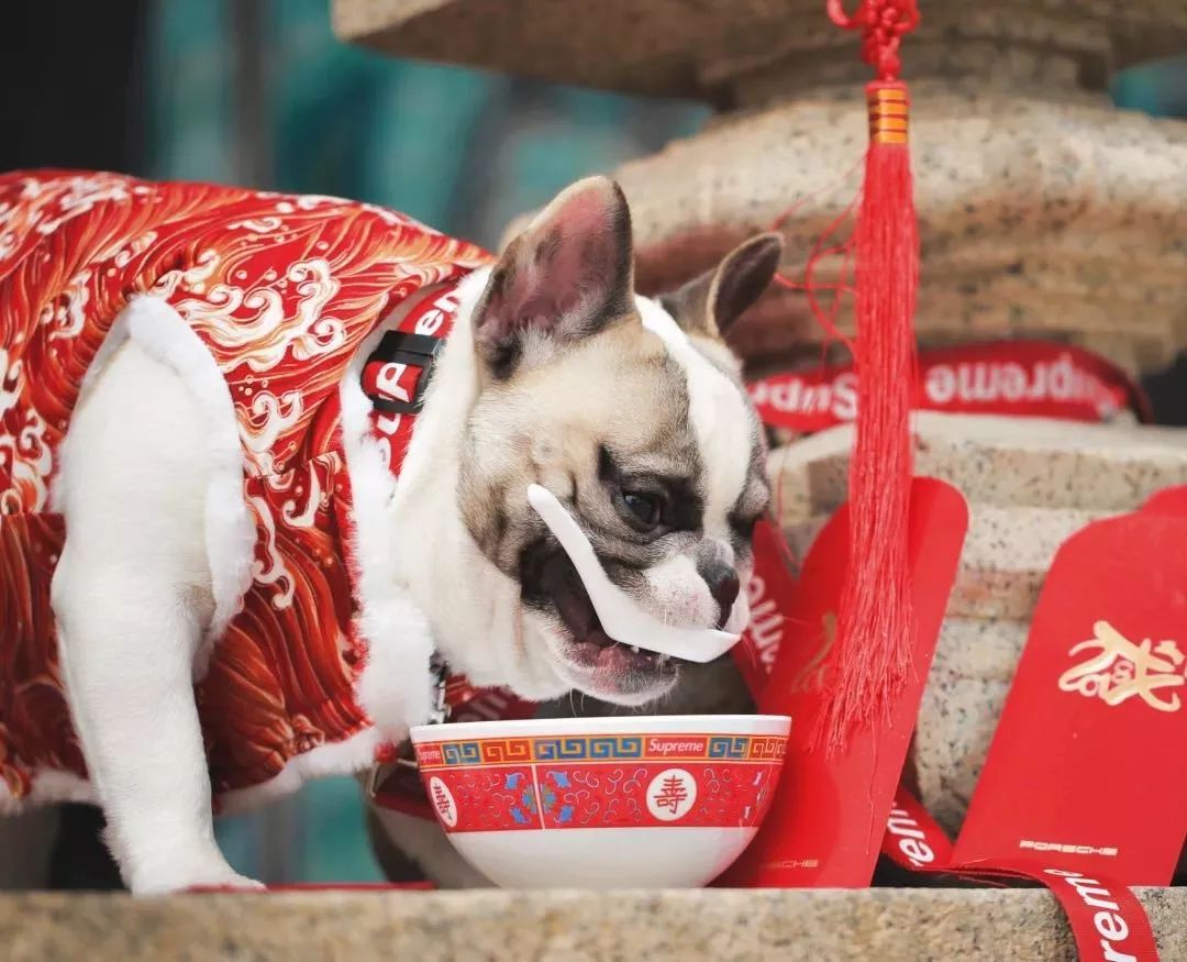 金链子狗潮牌,潮牌boy金链子