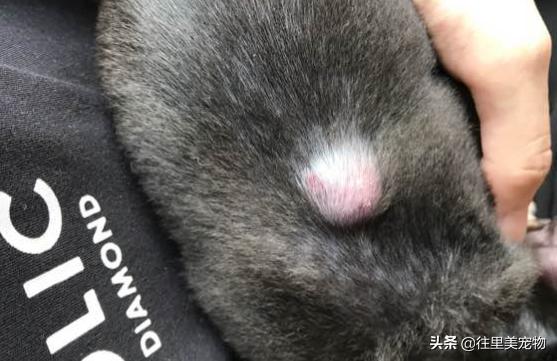 给狗打针鼓包了几天没消怎么办,狗狗打针脖子上有个鼓包硬的