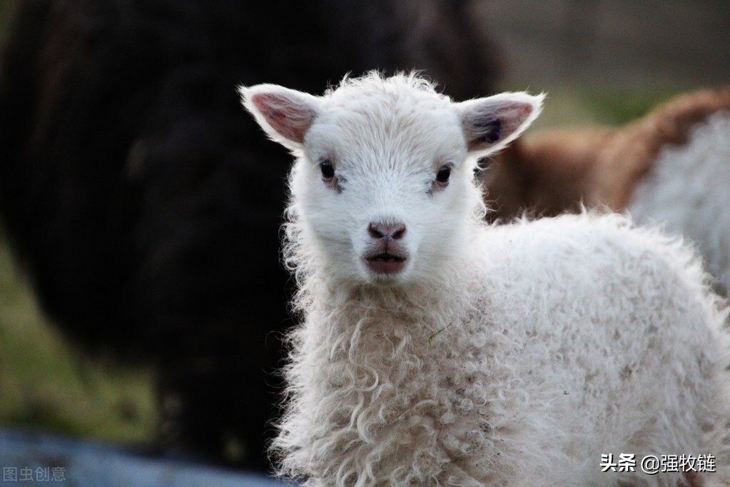 羊口疮用什么办法治好得快,羊口疮治疗的办法