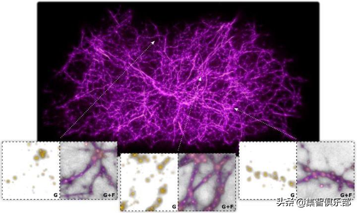 黏菌大作战：预测星系间暗物质网络的黏菌算法