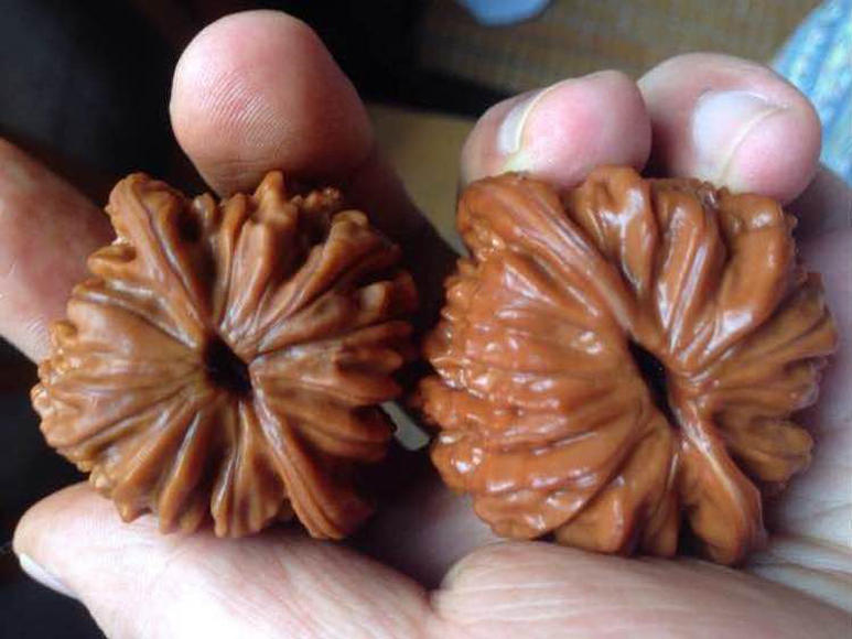 文玩核桃该不该封脐,核桃如何用绿松石封脐