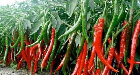 油瓶种辣椒,用废塑料油瓶种植辣椒方法