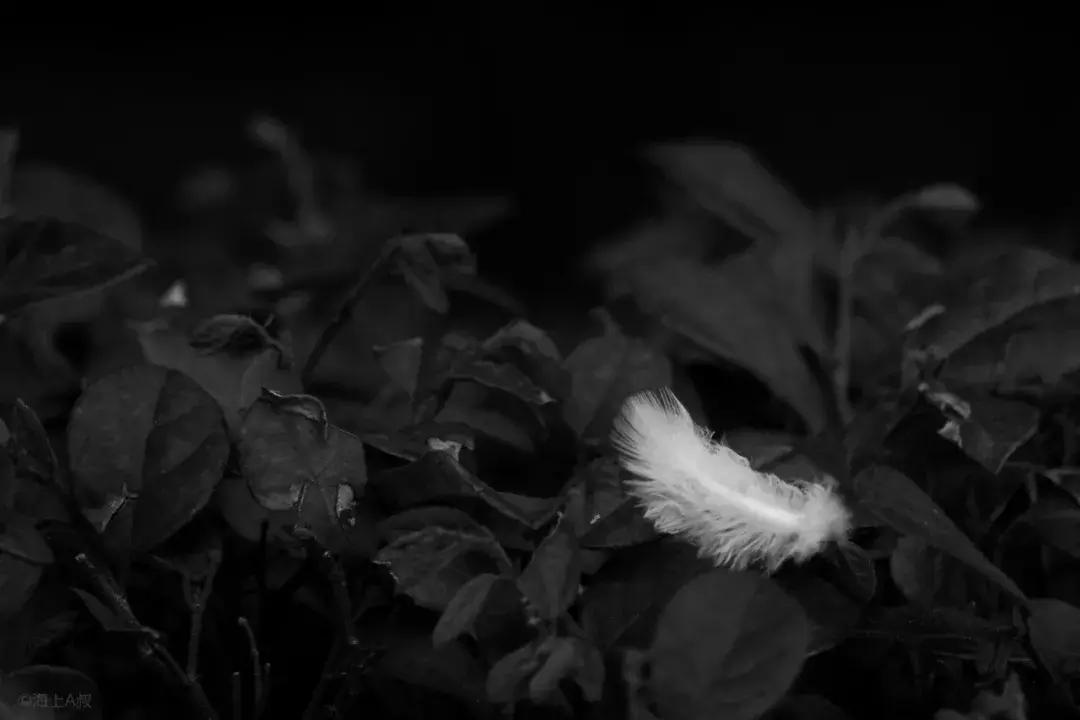 徕卡d-lux7和徕卡c-lux哪个好,徕卡相机c-lux摄影技巧