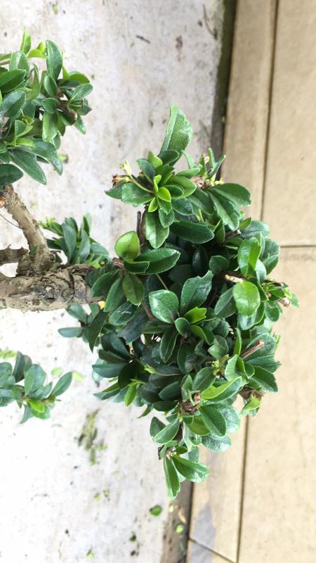 新手也能学会的修剪盆景技巧,枸杞盆景修剪技巧图解