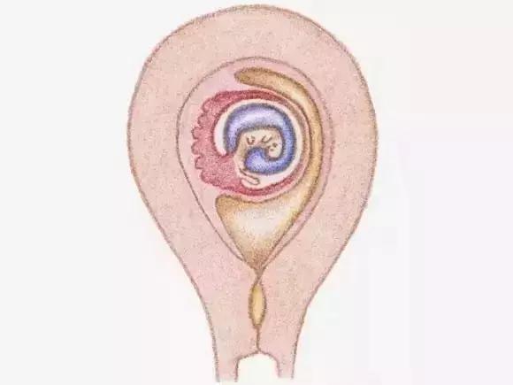 图文详解：胎儿各月的生长重点，干货可收藏