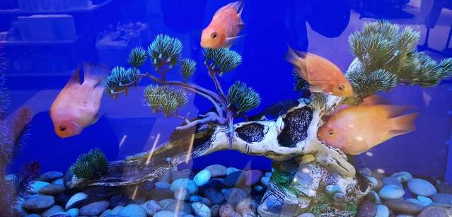 什么样的鱼叫财神鱼,世界上最奇怪的淡水鱼是什么鱼