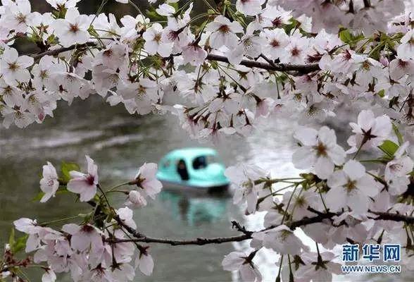 天津春天最美的花园,天津春天去赏花