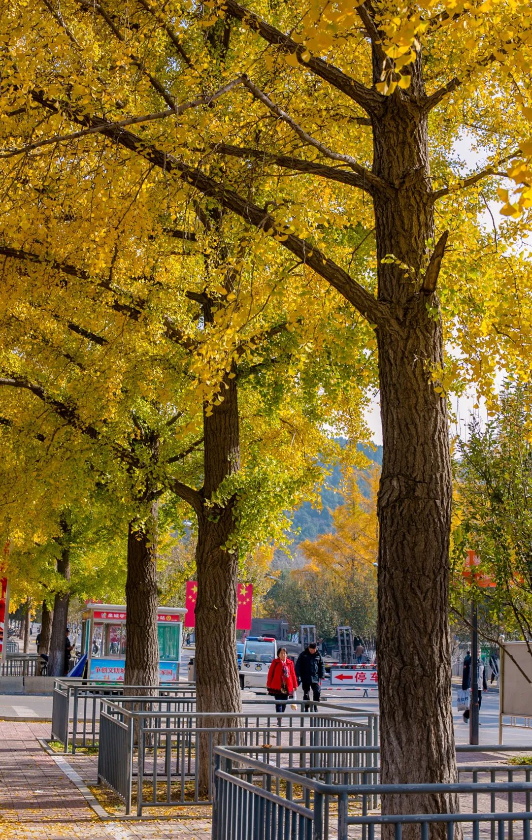赏秋不远行就近赏秋景,赏秋何必去远方