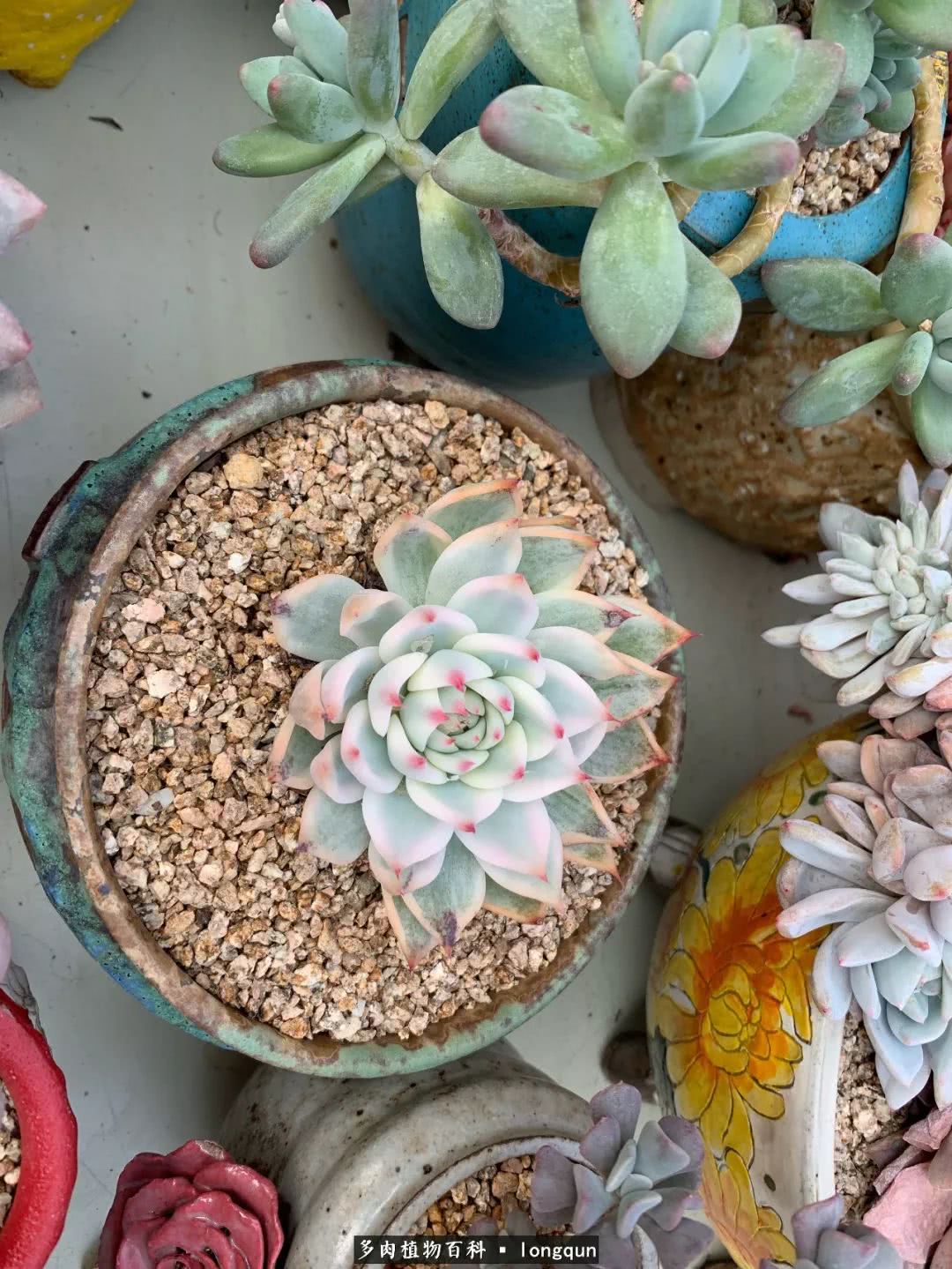 探访韩国肉锥大棚,记一次走访纪录片