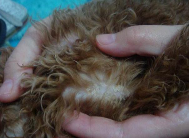 泰迪犬吃太咸会导致这5个后果,泰迪犬吃太咸会怎么样